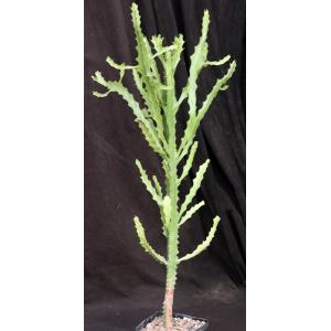 Euphorbia cussoniodes 5-inch pots