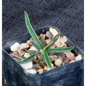 Euphorbia cylindrifolia ssp. tuberifera 2-inch pots