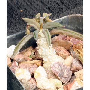 Euphorbia cylindrifolia ssp. tuberifera 2-inch pots