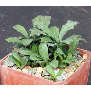 Euphorbia decaryi var. decaryi 4-inch pots