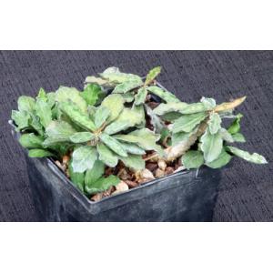 Euphorbia decaryi var. decaryi 5-inch pots