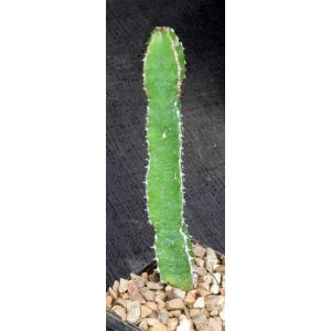 Euphorbia decliviticola 4-inch pots