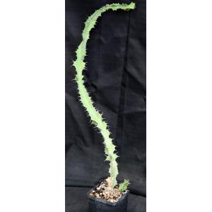 Euphorbia dekindtii 5-inch pots