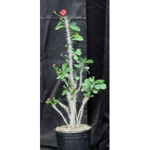 Euphorbia delphinensis 2-gallon pots