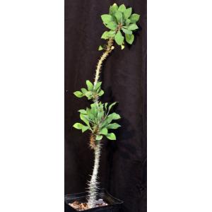 Euphorbia didiereoides one-gallon pots