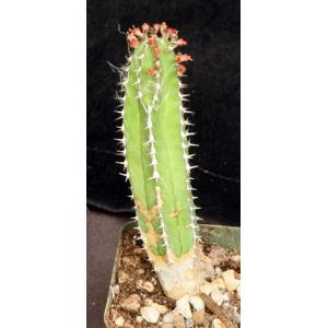 Euphorbia echinus 4-inch pots