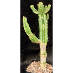 Euphorbia echinus one-gallon pots