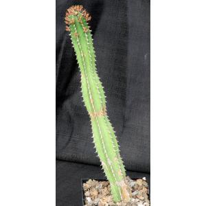 Euphorbia echinus 5-inch pots