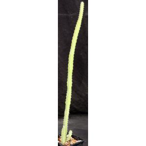 Euphorbia elegantissima 5-inch pots