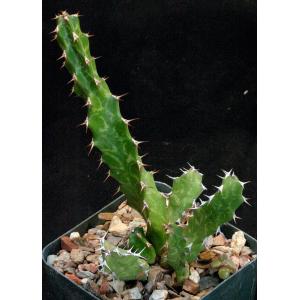 Euphorbia enormis 4-inch pots