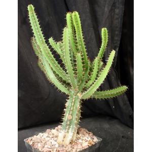 Euphorbia evansii one-gallon pots