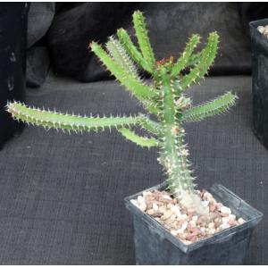 Euphorbia evansii 5-inch pots