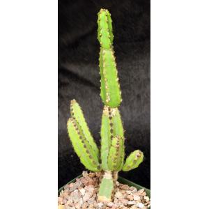 Euphorbia excelsa 5-inch pots