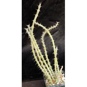 Euphorbia eyassiana 4-inch pots