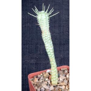 Euphorbia fimbriata variegate 4-inch pots