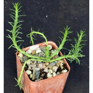 Euphorbia flanaganii 3-inch pots