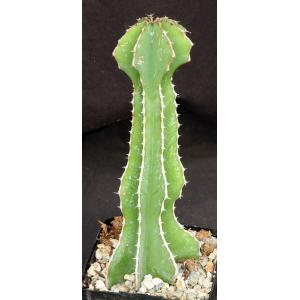 Euphorbia fortissima 5-inch pots