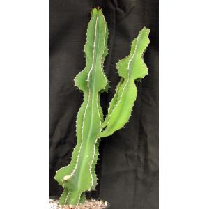 Euphorbia fortissima 3-gallon pots