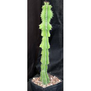 Euphorbia fortissima one-gallon pots