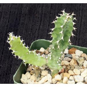Euphorbia fractiflexa 4-inch pots