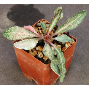 Euphorbia francoisii 3-inch pots