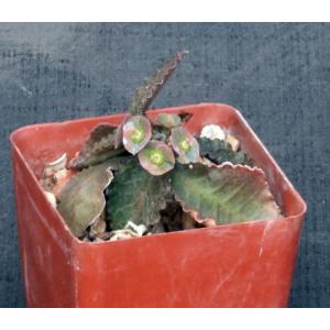 Euphorbia francoisii var. crassicaule fm rubra 4-inch pots