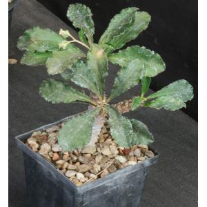 Euphorbia francoisii x capsaintemariensis 5-inch pots