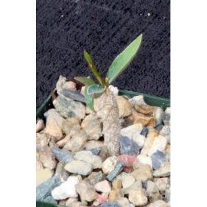 Euphorbia francoisii x cremersii x milii 3-inch pots