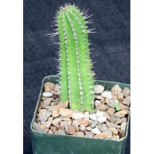 Euphorbia fruticosa 4-inch pots