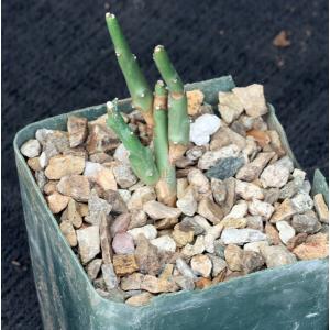 Euphorbia gariepina ssp. balsamea (WY 1202) 4-inch pots