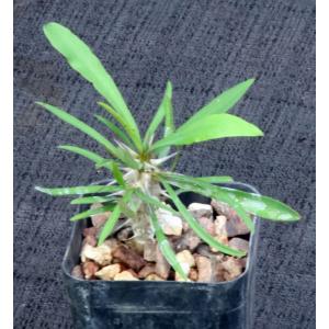 Euphorbia genoudiana 2-inch pots
