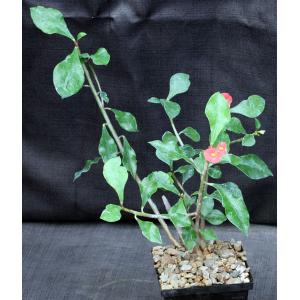 Euphorbia geroldii 5-inch pots