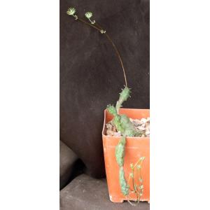 Euphorbia globosa 4-inch pots