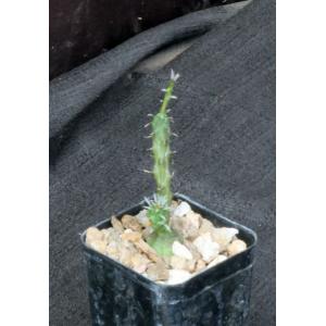 Euphorbia globosa 2-inch pots