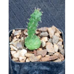 Euphorbia globosa 2-inch pots