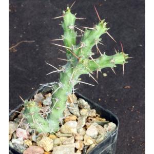 Euphorbia godana (L&N 13176) 2-inch pots