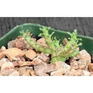 Euphorbia gorgonis (GM066) 4-inch pots