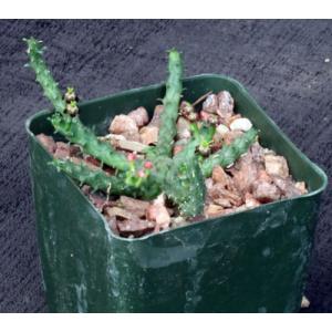 Euphorbia gorgonis (GM066) 4-inch pots