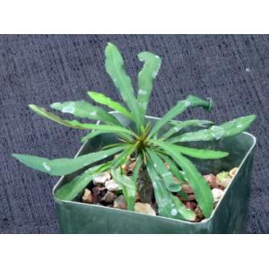 Euphorbia gottlebei 4-inch pots