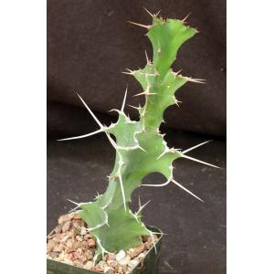 Euphorbia grandicornis 5-inch pots