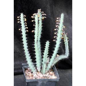 Euphorbia greenwayii 5-inch pots