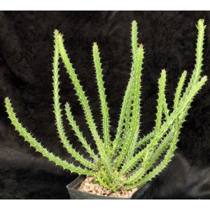 Euphorbia griseola ssp. griseola one-gallon pots