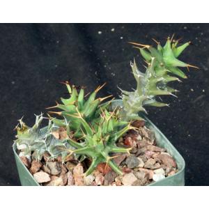 Euphorbia groenewaldii 4-inch pots