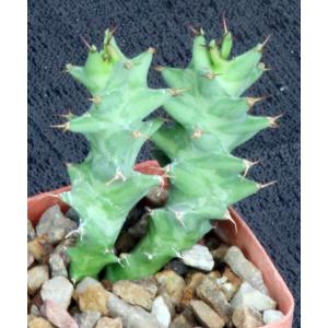 Euphorbia groenewaldii 3-inch pots