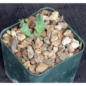 Euphorbia groenewaldii 3-inch pots