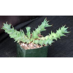 Euphorbia groenewaldii 5-inch pots