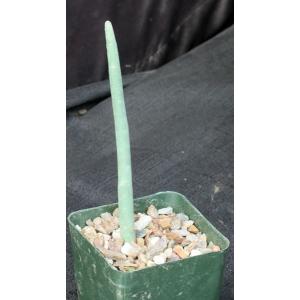 Euphorbia gummifera 4-inch pots