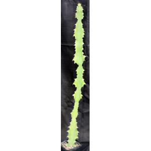 Euphorbia halipedicola one-gallon pots