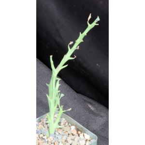 Euphorbia hamata 5-inch pots