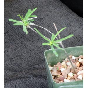 Euphorbia hedyotoides 4-inch pots